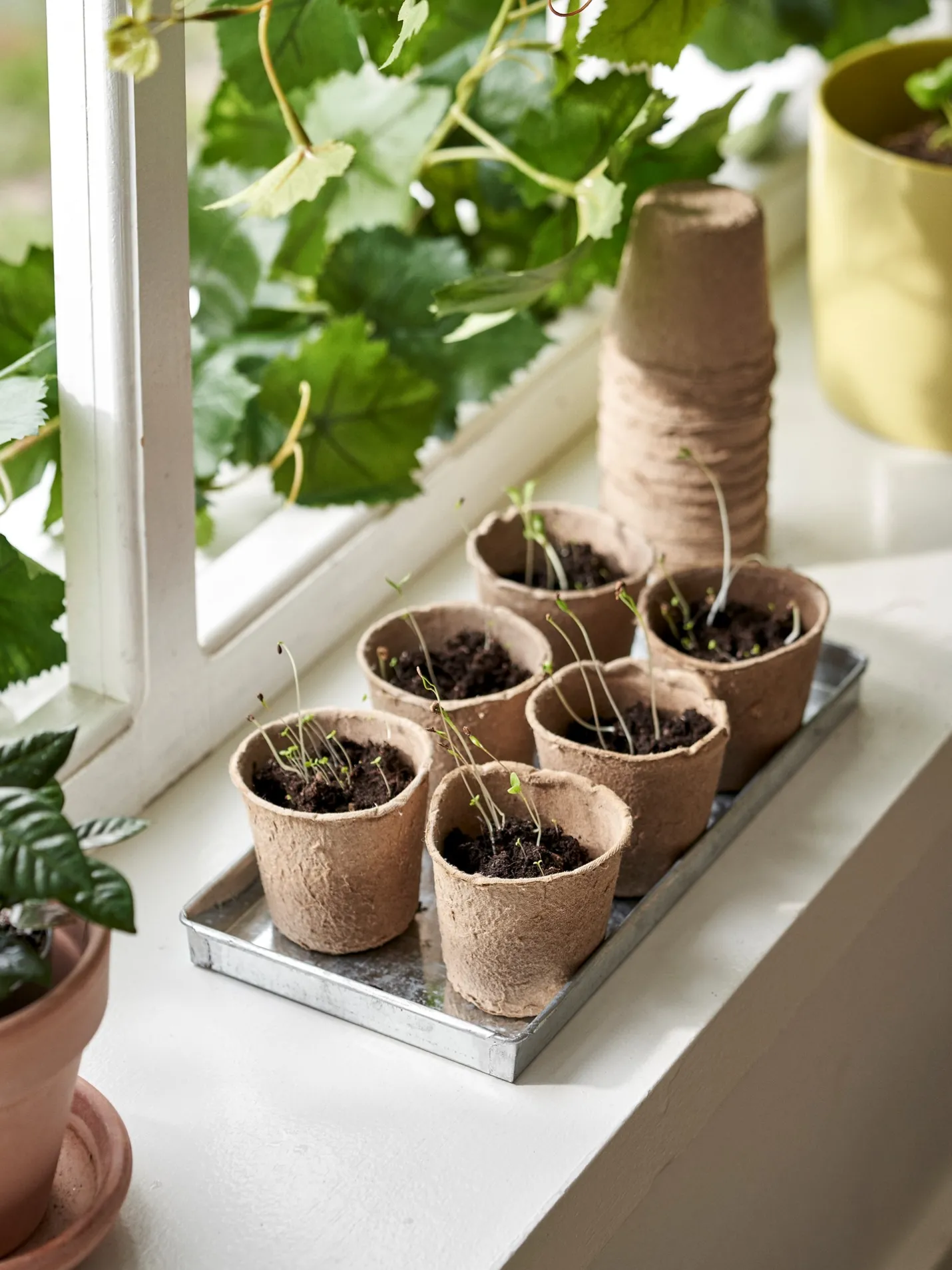 New Søstrene Grene Schweiz Biologisch Abbaubare Anzuchttöpfe Dark Nature