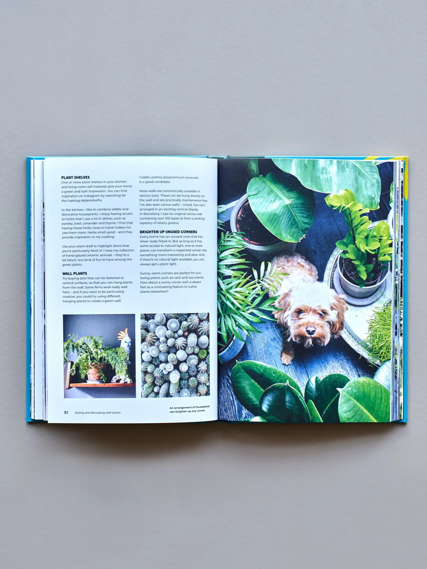 Søstrene Grene Schweiz Green Home - The Joy Of Living With Plants Mint Leaf