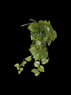 New Søstrene Grene Schweiz Künstlicher Pothos Moss Green
