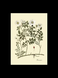 Sale Søstrene Grene Schweiz Poster 50 X 70 Multi