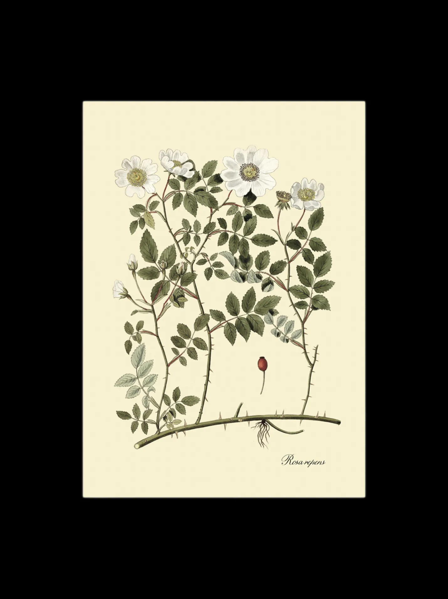 Sale Søstrene Grene Schweiz Poster 50 X 70 Multi